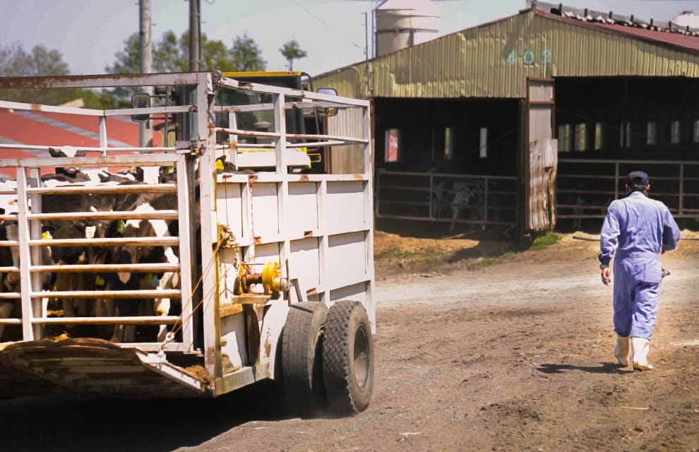 重機で運搬される牛